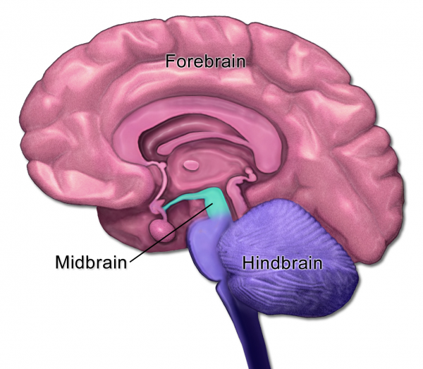 Brain_Anatomy_-_Mid-Fore-HindBrain